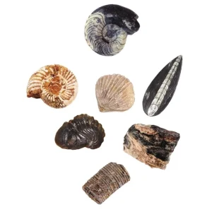 Moses Astronomie, Géographie Et Biologie>Kit à Déterrer Mes Premiers Fossiles en Bois Enfant