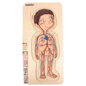 Beleduc Puzzles | Astronomie, Géographie Et Biologie>Puzzle 29 PCS Bois À la Découverte du Corps Humain