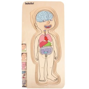 Beleduc Puzzles | Astronomie, Géographie Et Biologie>Puzzle 29 PCS Bois À la Découverte du Corps Humain